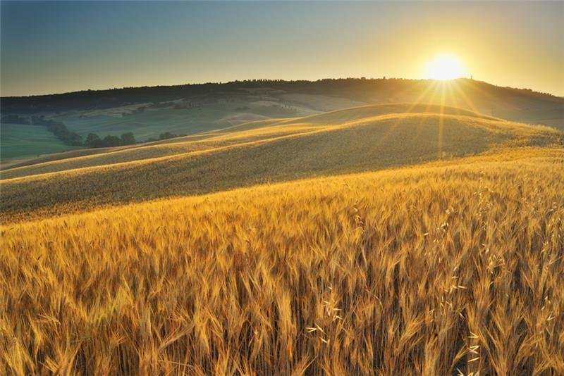 Wheat field in the sun